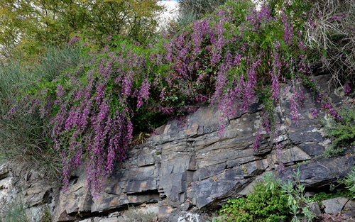 Buddleia alternifolia growing over and down a cliff